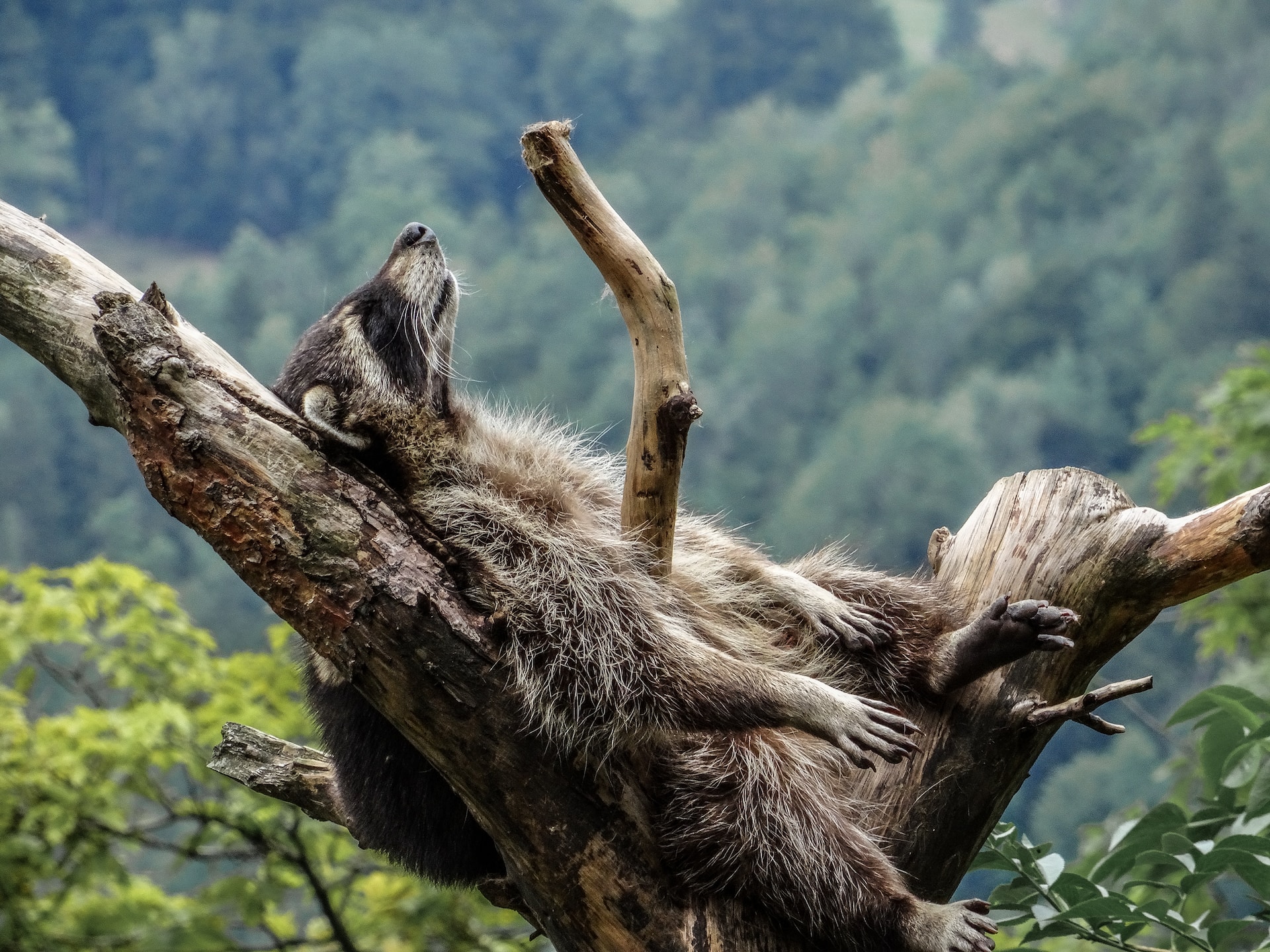 Image features a raccoon sleeping in a tree, illustrating the idea that people want to know what the easiest genre to write is.