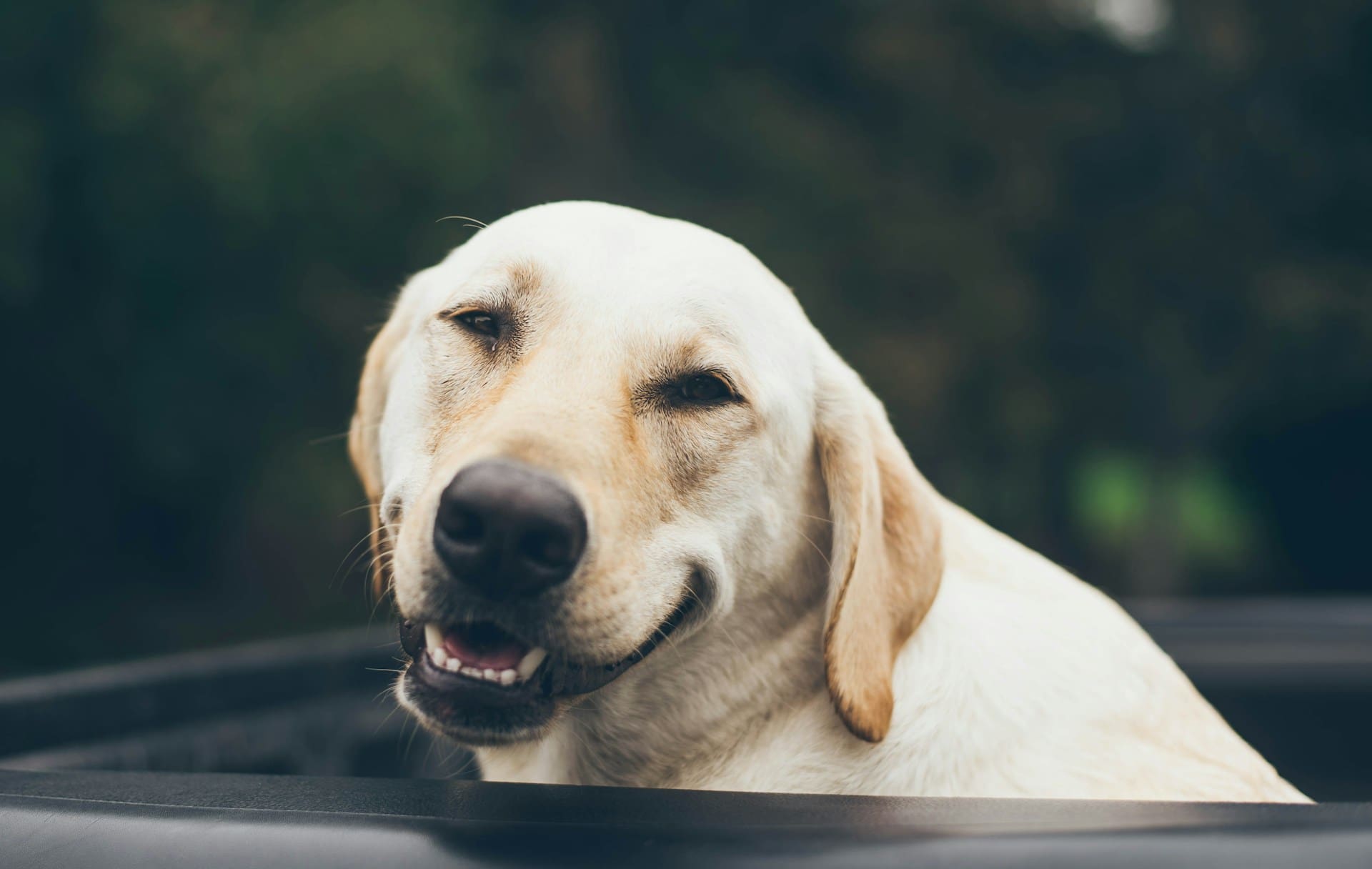 Yellow lab looks at camera smiling to illustrate topic of whether a writer's characters smile too much in his or her novel.