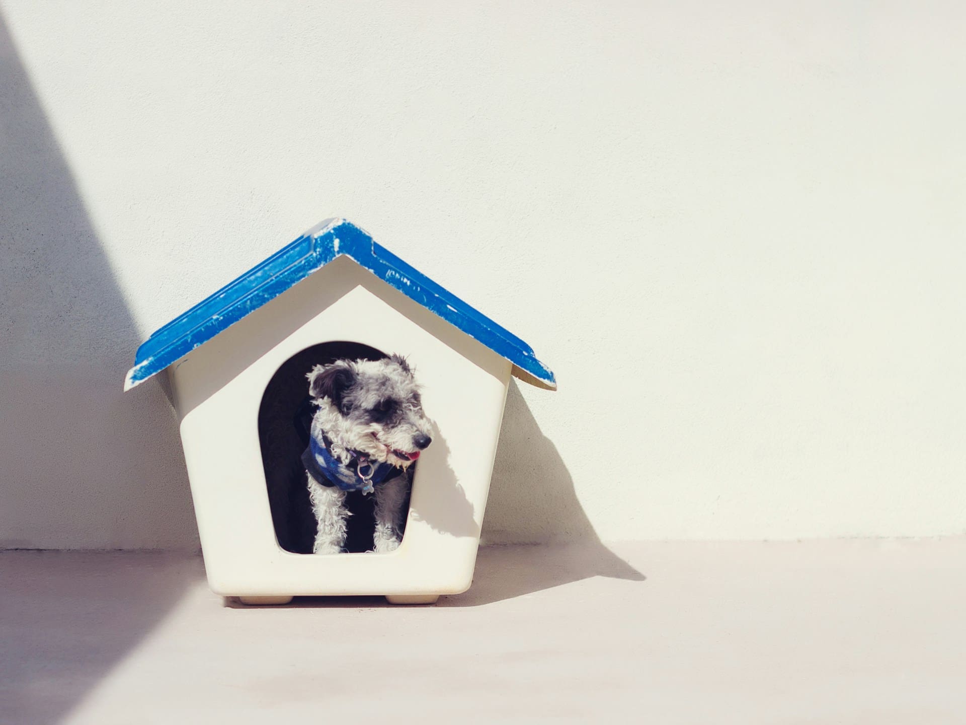 A dog in a doghouse illustrate the idea of a dog being a house, which is a metaphor (the topic of the article).